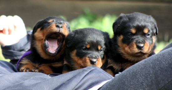 Breeding Working Rottweilers in Australia