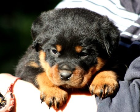 Breeding Working Rottweilers in Australia