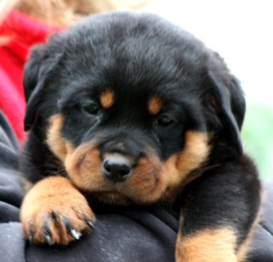 Breeding Working Rottweilers in Australia