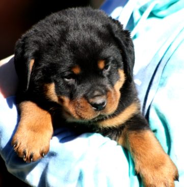 Breeding Working Rottweilers in Australia