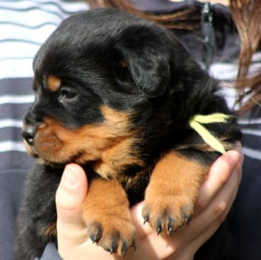 Breeding Working Rottweilers in Australia