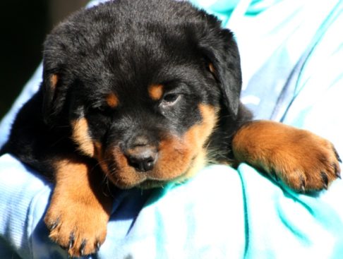 Breeding Working Rottweilers in Australia