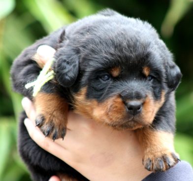 Breeding Working Rottweilers in Australia