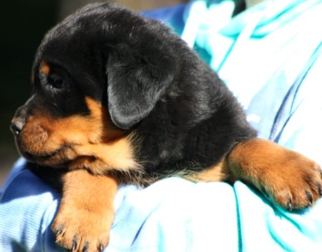 Breeding Working Rottweilers in Australia