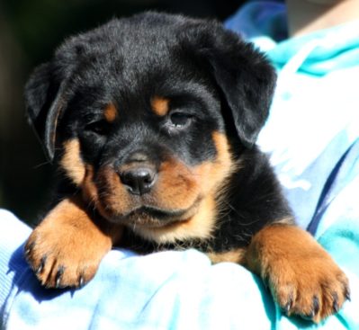 Breeding Working Rottweilers in Australia