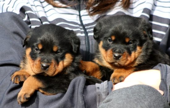 Breeding Working Rottweilers in Australia