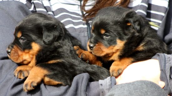 Breeding Working Rottweilers in Australia