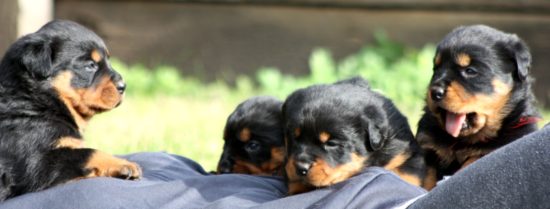 Breeding Working Rottweilers in Australia