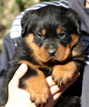 Breeding Working Rottweilers in Australia