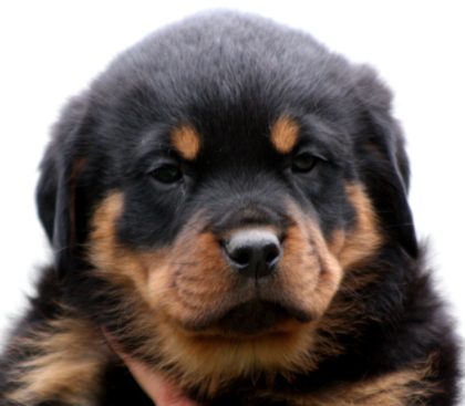 Breeding Working Rottweilers in Australia