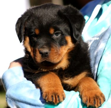 Breeding Working Rottweilers in Australia