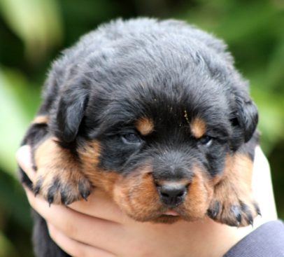 Breeding Working Rottweilers in Australia