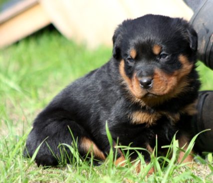 Breeding Working Rottweilers in Australia