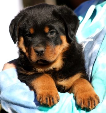 Breeding Working Rottweilers in Australia