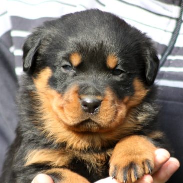 Breeding Working Rottweilers in Australia