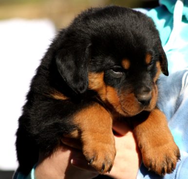 Breeding Working Rottweilers in Australia