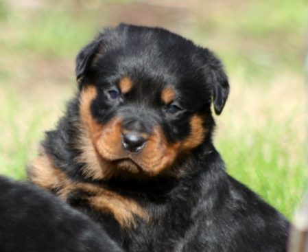 Breeding Working Rottweilers in Australia