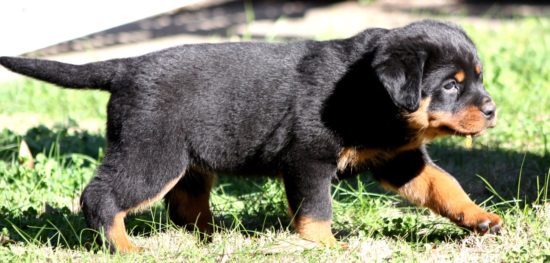 Breeding Working Rottweilers in Australia