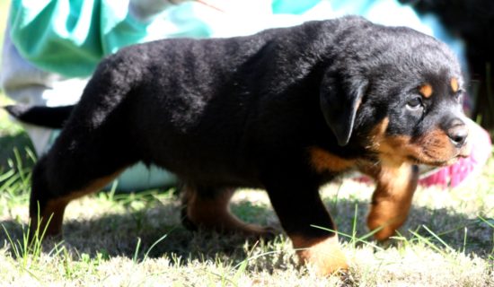 Breeding Working Rottweilers in Australia