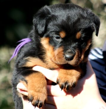 Breeding Working Rottweilers in Australia