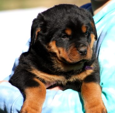 Breeding Working Rottweilers in Australia