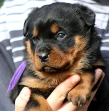 Breeding Working Rottweilers in Australia