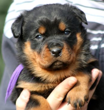 Breeding Working Rottweilers in Australia