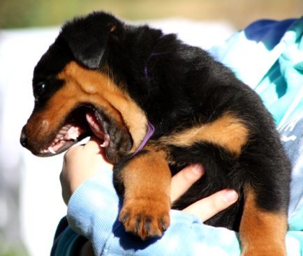 Breeding Working Rottweilers in Australia