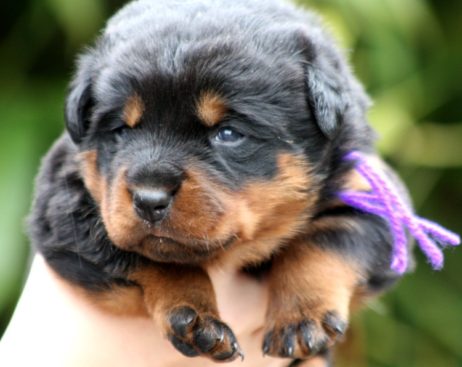 Breeding Working Rottweilers in Australia