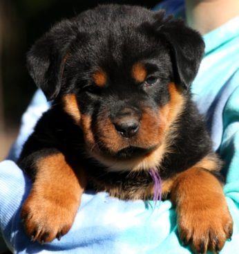 Breeding Working Rottweilers in Australia