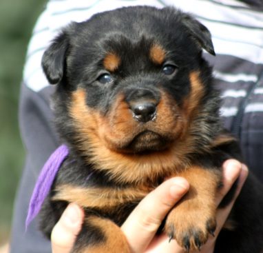 Breeding Working Rottweilers in Australia