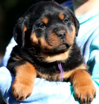 Breeding Working Rottweilers in Australia