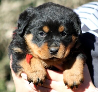 Breeding Working Rottweilers in Australia