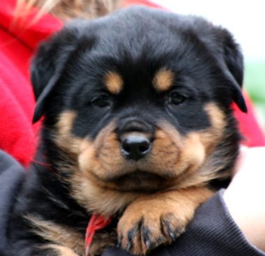 Breeding Working Rottweilers in Australia