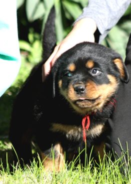 Breeding Working Rottweilers in Australia