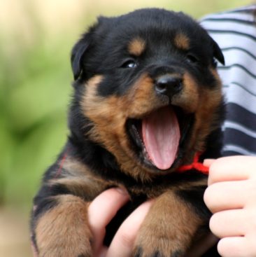 Breeding Working Rottweilers in Australia