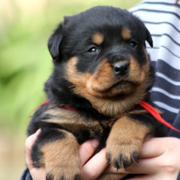 Breeding Working Rottweilers in Australia