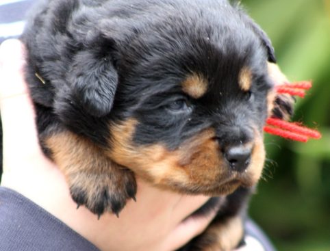 Breeding Working Rottweilers in Australia