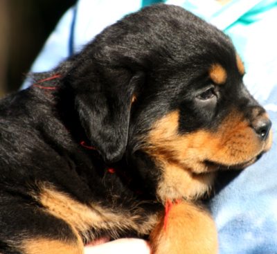 Breeding Working Rottweilers in Australia