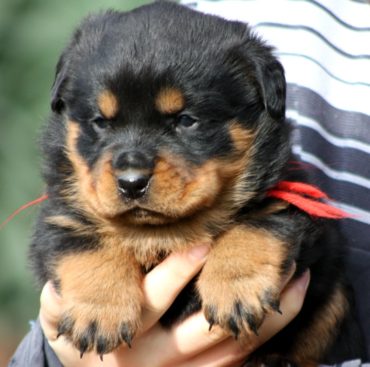 Breeding Working Rottweilers in Australia