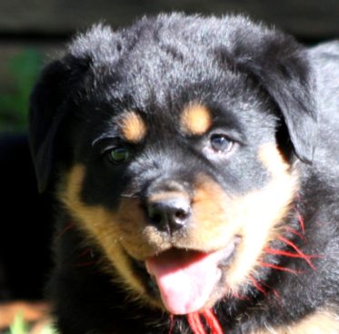 Breeding Working Rottweilers in Australia