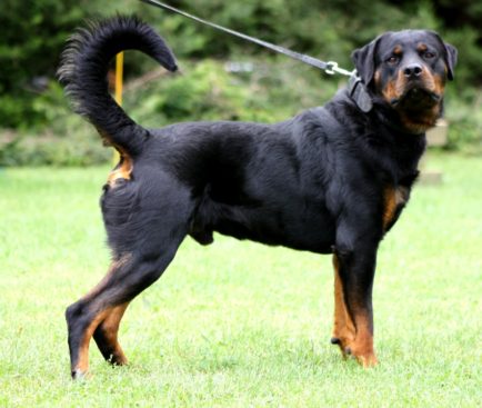 Breeding Working Rottweilers in Australia