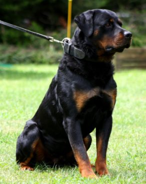 Breeding Working Rottweilers in Australia