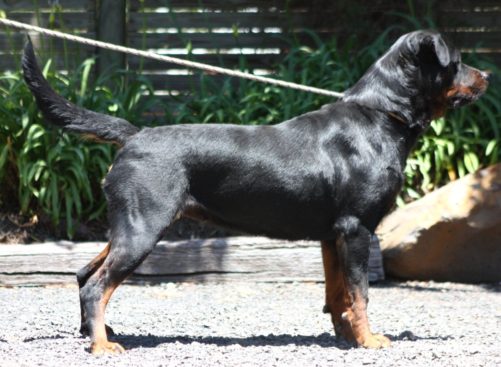 Breeding Working Rottweilers in Australia