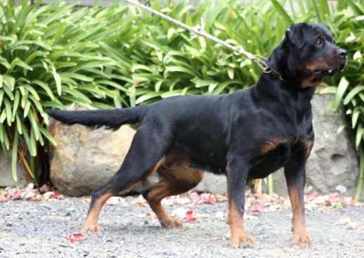 Breeding Working Rottweilers in Australia