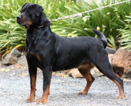 Breeding Working Rottweilers in Australia