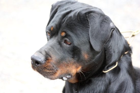 Breeding Working Rottweilers in Australia