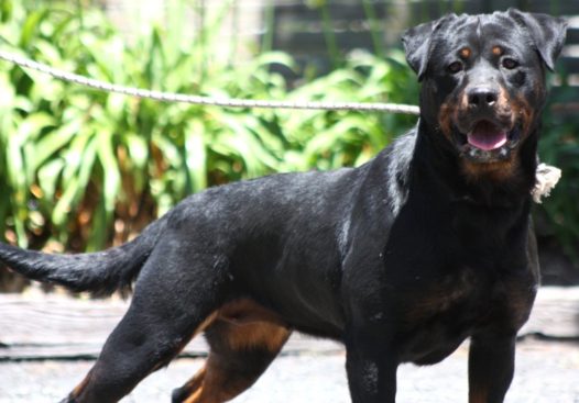 Breeding Working Rottweilers in Australia