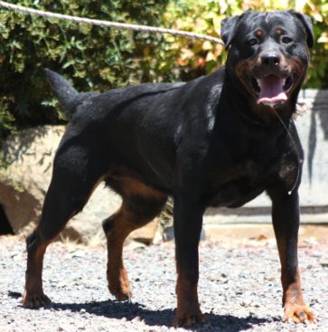 Breeding Working Rottweilers in Australia