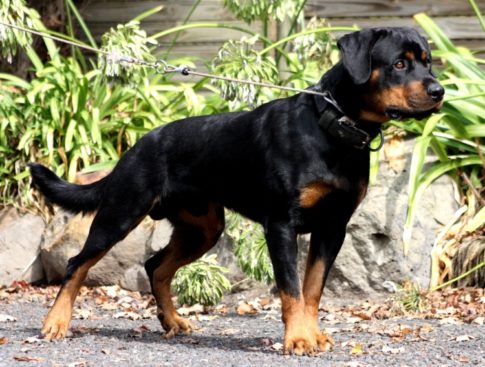 Breeding Working Rottweilers in Australia